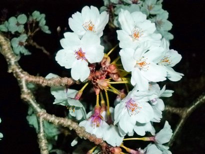 夜桜2_20.jpg