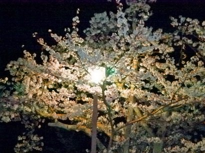 夜桜3_20.jpg